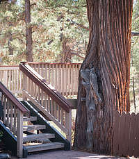 Tree and stairs