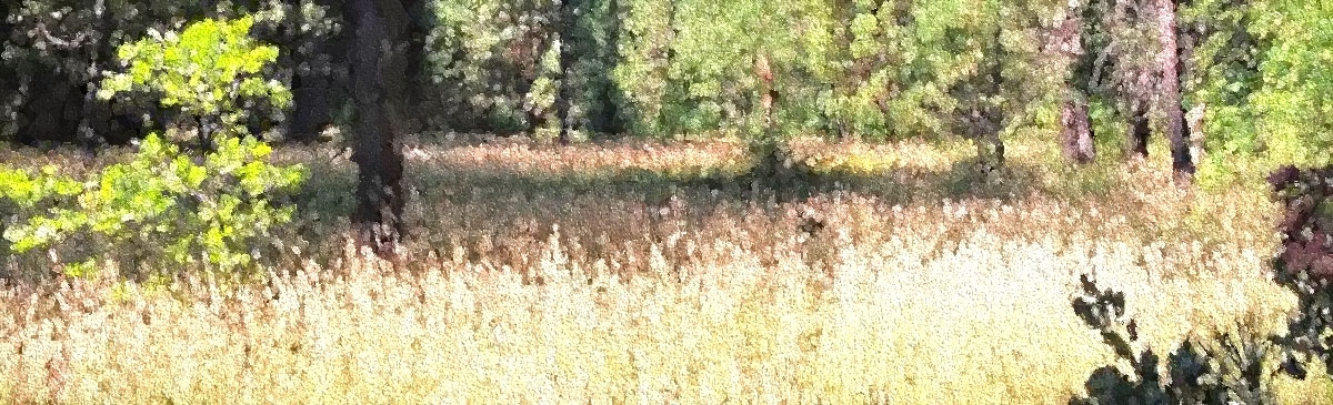 Grass and Forest