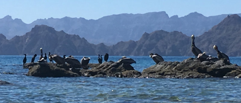 Birds on rocks in the sea
