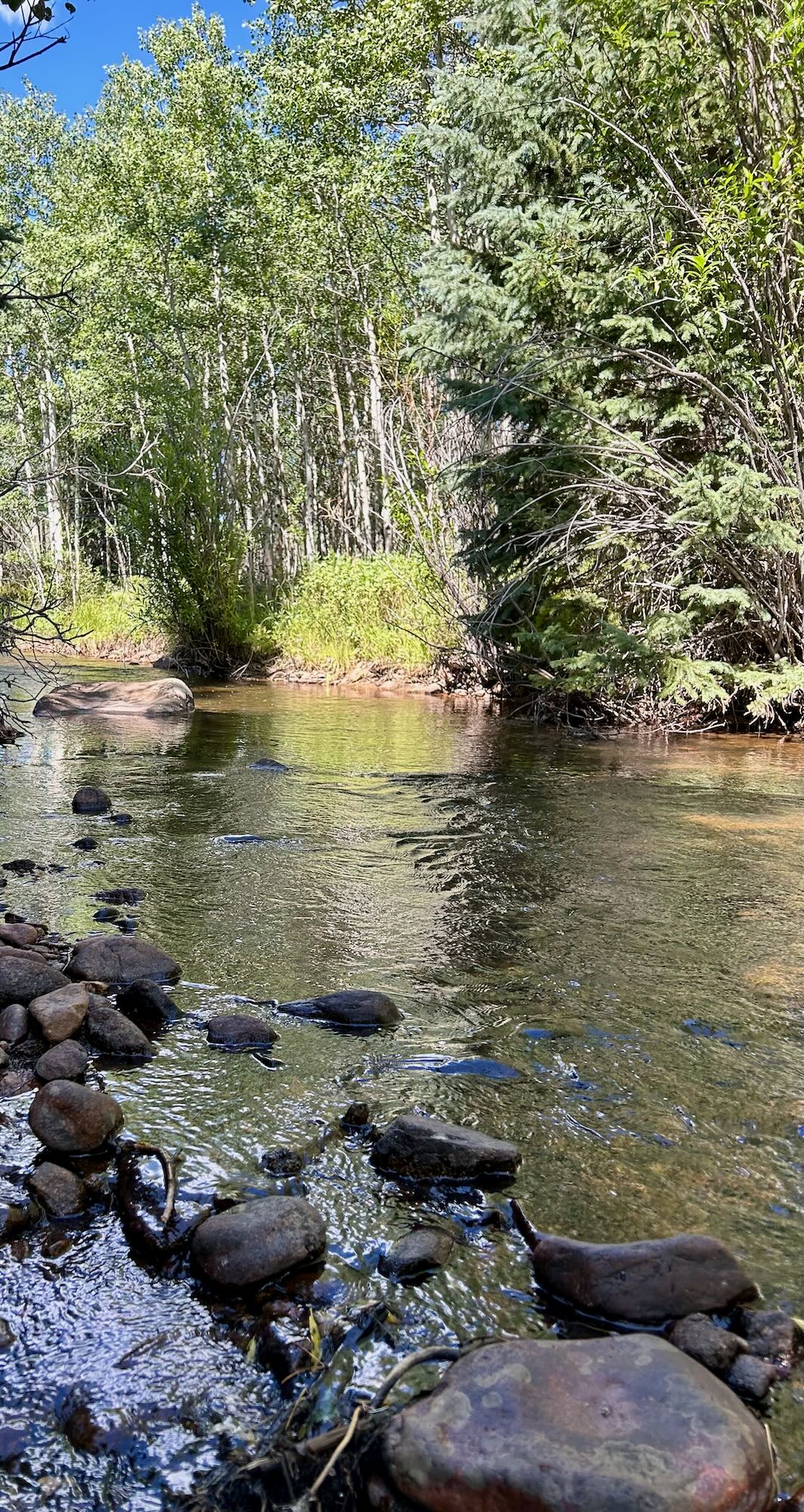 Creek in aspen forest