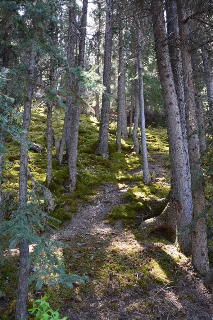 Path through field