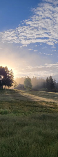 backlit trees and mountain meadow