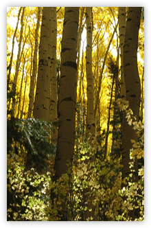 Glowing light in the aspens